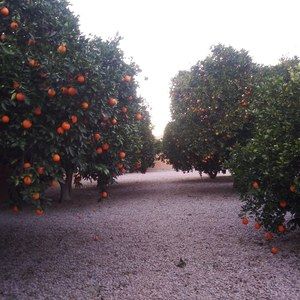 Meet your Posher, Shelton